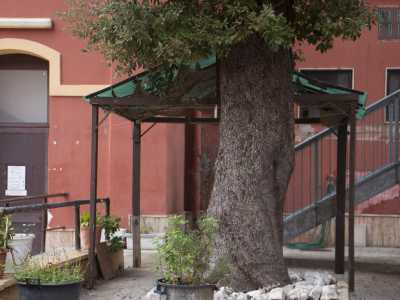 Il tronco coriaceo, di color marrone scuro, d� vita a foltissimi rami...